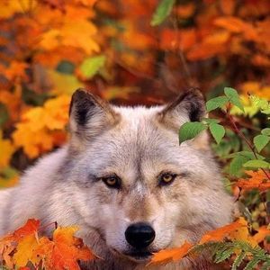 Meet your Posher, Louise